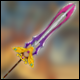 Cabal Blade Lucky Box
