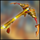Cabal Crossbow Lucky Box