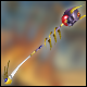 Cabal Staff Lucky Box